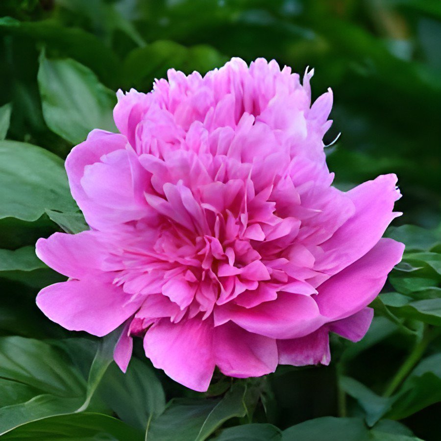 10 Seeds Rare Light Purple Fragrant Peony 'Shuang Bao' Seedling Fresh Seeds