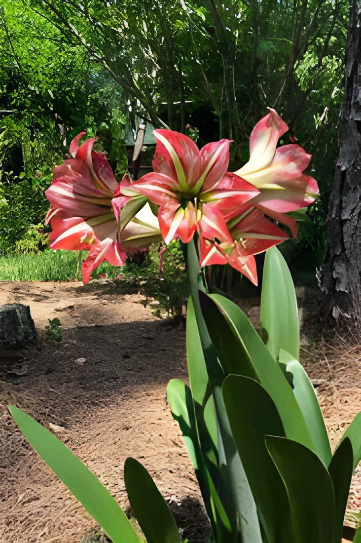 200 Seeds Amaryllis Seed Not Bulbs - White Light Red Stripes Double Flowers Fresh Seeds
