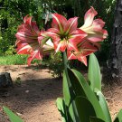 200 Seeds Amaryllis Seed Not Bulbs - White Light Red Stripes Double Flowers Fresh Seeds