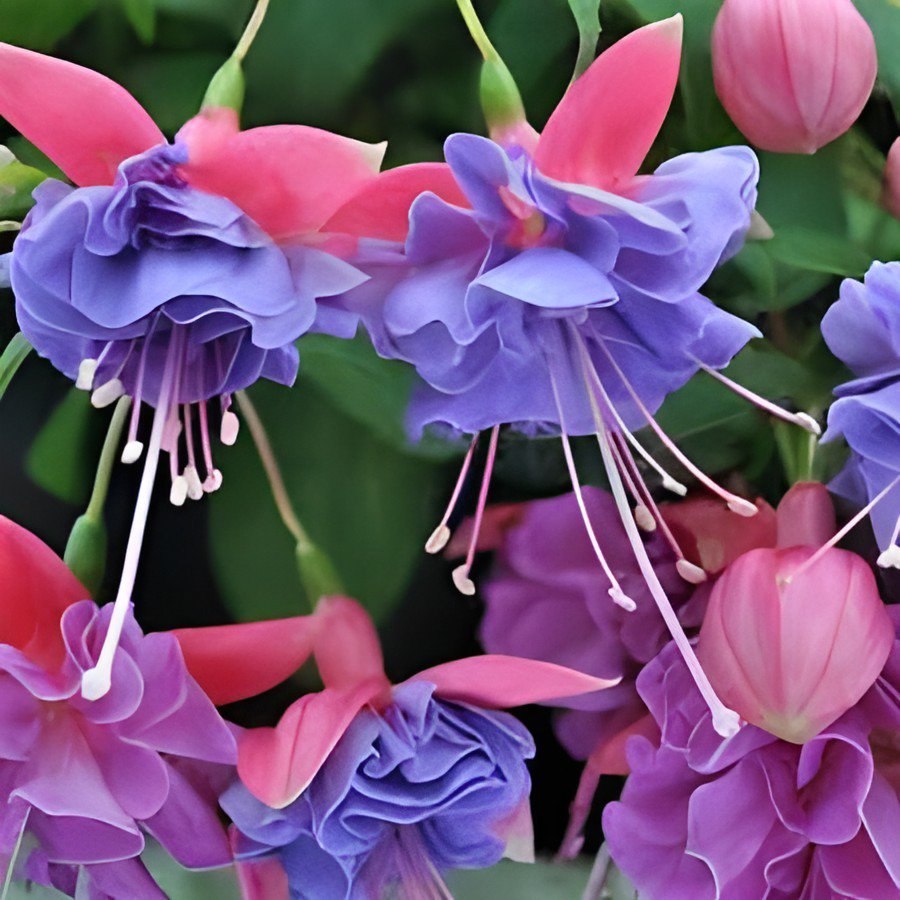 200 Seeds Double Petals Fuchsia Bonsai Bell Flower Lantern Begonia Fresh Seeds