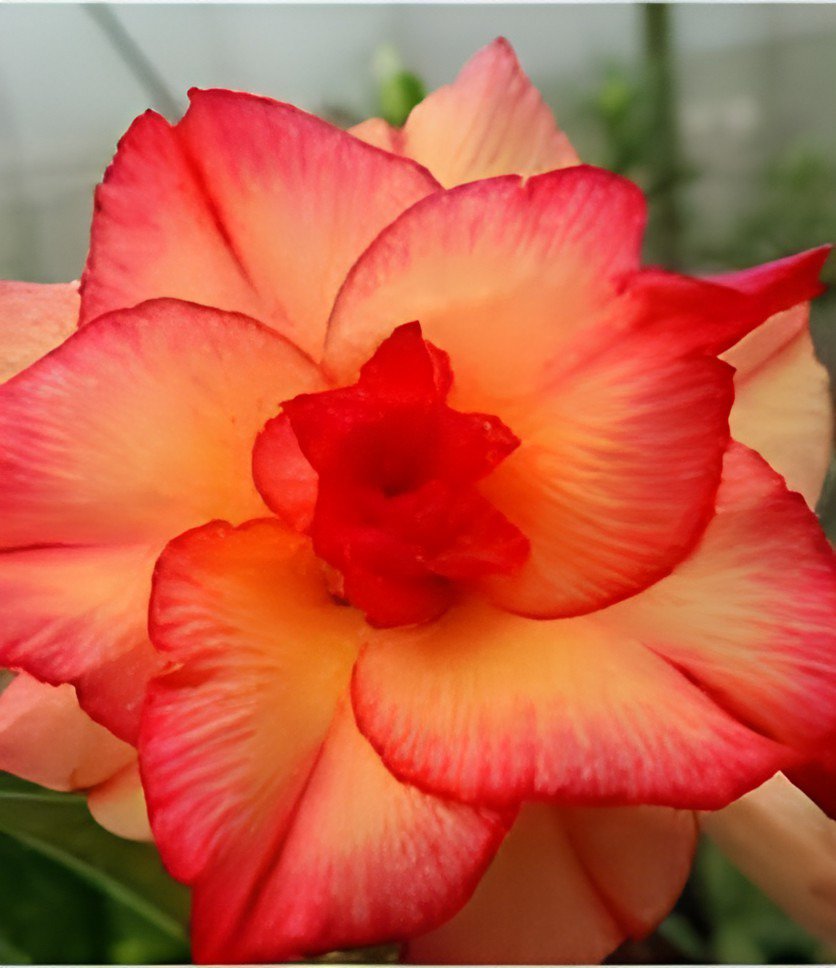 4 Seeds Rosy Adenium Obesum Lucky Yellow Desert Rose Flowers Fresh Seeds