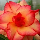 4 Seeds Rosy Adenium Obesum Lucky Yellow Desert Rose Flowers Fresh Seeds