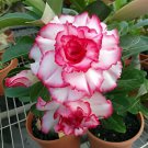 4 Seeds Adenium Obesum RUCKNIRUN Desert Rose Flowers Fresh Seeds