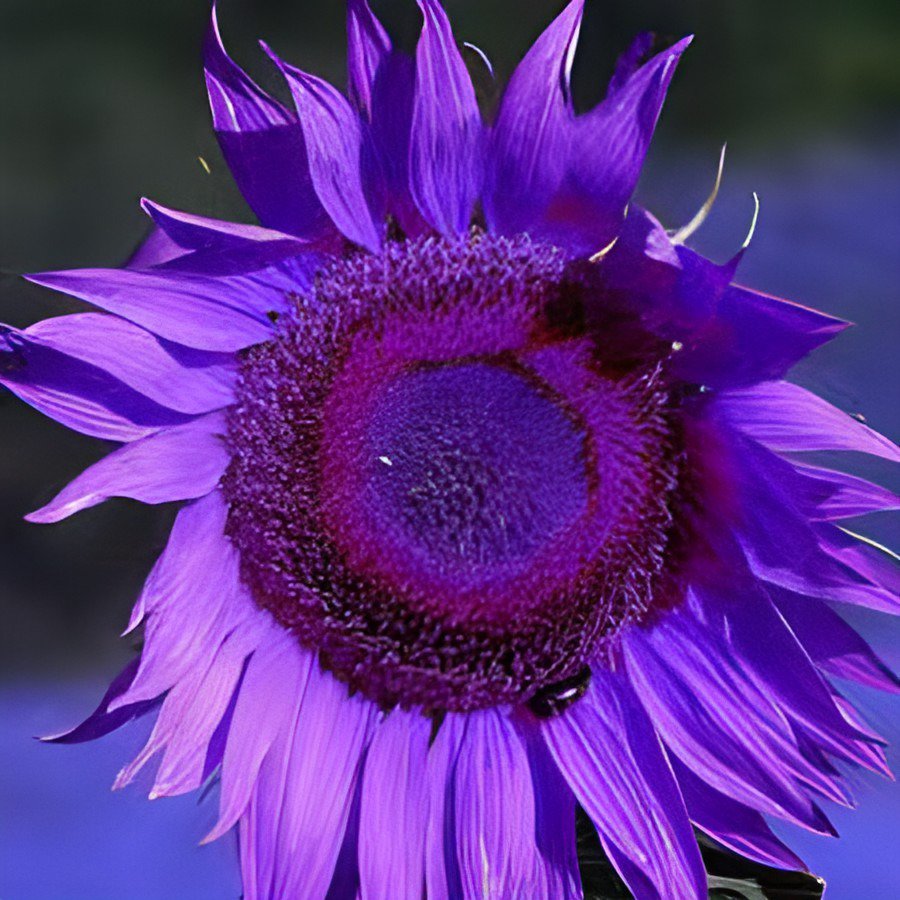 200 Seeds Purple Giant Sunflower Helianthus annuus Fresh Seeds