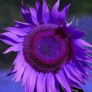 200 Seeds Purple Giant Sunflower Helianthus annuus Fresh Seeds