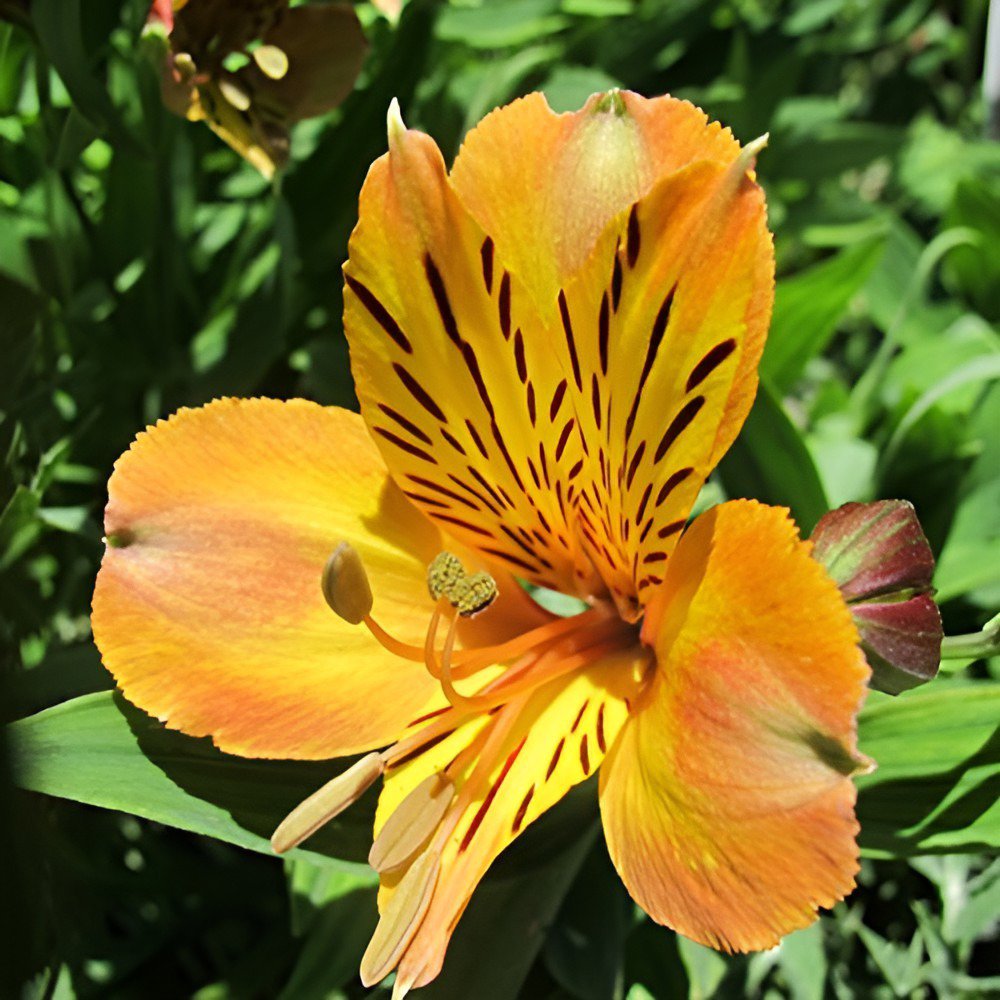 240 Seeds the Peruvian lily Fresh Seeds