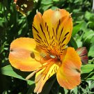 240 Seeds the Peruvian lily Fresh Seeds