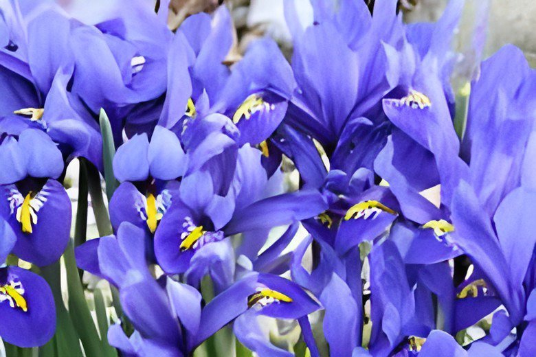 400 Seeds Blue Iris Plant Bearded Iris Flower Flores Fresh Seeds