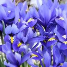 400 Seeds Blue Iris Plant Bearded Iris Flower Flores Fresh Seeds