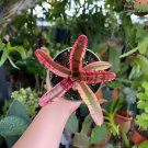 400 Seeds Rare Mini Bonsai Bromeliad palnts Fresh Seeds