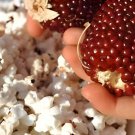 20 Seeds Strawberry Red Popcorn Fresh Seeds