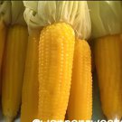 20 Seeds Fruits and Vegetables Silver Glutinous Corn Fresh Seeds