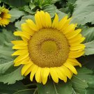 30 Seeds Heirloom 'Jubilance' Yellow Golden Ornamental Sunflower Fresh Seeds