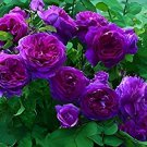 100 Seeds Mixed Purple Blue Big Blooming Climbing Rose Shrub Fresh Seeds