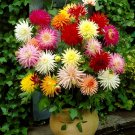 160 Seeds Dahlia Pinnata Variabilis Fresh Seeds