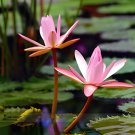 2 Seeds Middle Pink FUYANG Water Lily Pond Flower Fresh Seeds