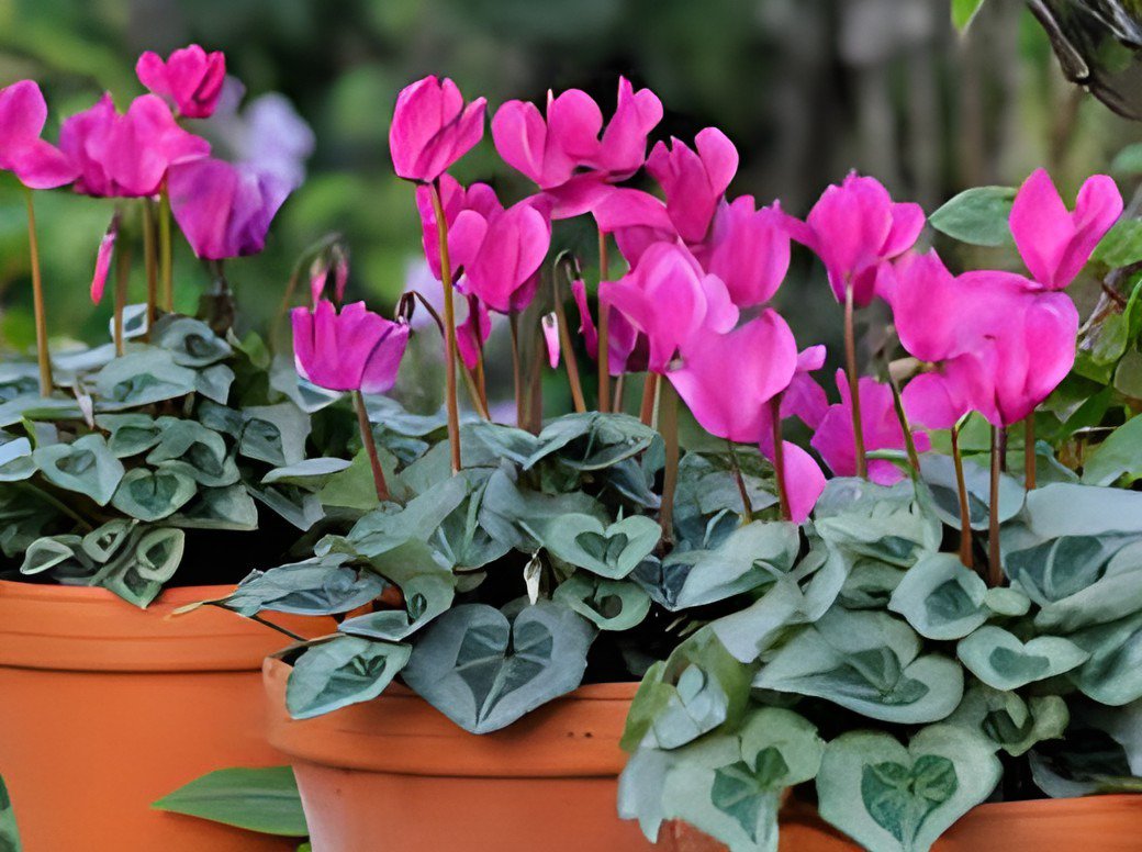 10 Seeds Florist's Cyclamen Rose Red Flowers (Cyciamen persicum) Fresh Seeds