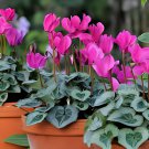 10 Seeds Florist's Cyclamen Rose Red Flowers (Cyciamen persicum) Fresh Seeds
