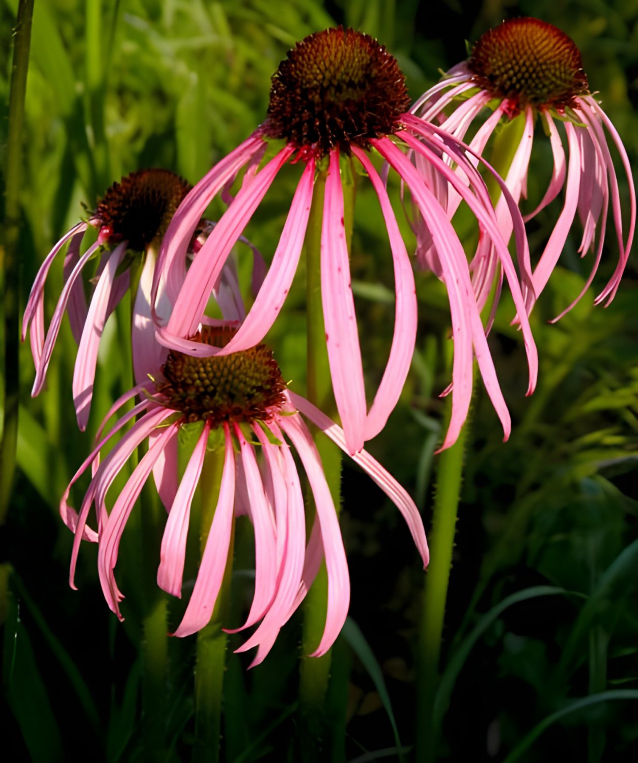 200 Seeds Rare 'Rain Stone' Pink Echinacea Coneflowers Fresh Seeds