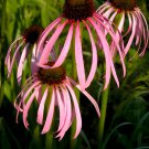 200 Seeds Rare 'Rain Stone' Pink Echinacea Coneflowers Fresh Seeds