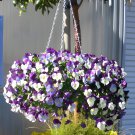 40 Seeds Trailing Winter Flowering Cool Wave Violet Wing Fresh Seeds