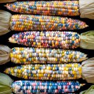 20 Seeds Heirloom Big Haierbin Colorful Sticky Corn Organic Fresh Seeds