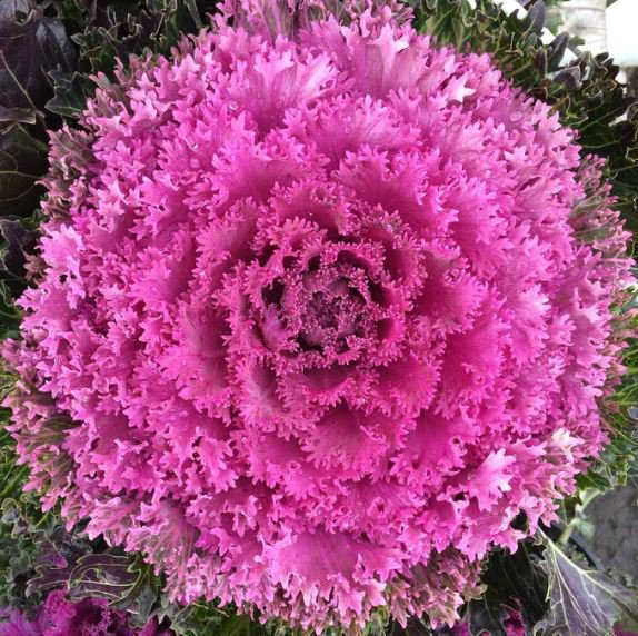 120 Seeds Flower Seeds Garden Ornamental Plants Brassica Oleracea Fresh Seeds