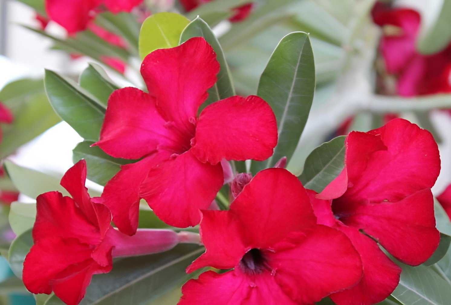 4 Seeds Rare 'fireball' Adenium Desert rose Fresh Seeds