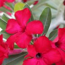 4 Seeds Rare 'fireball' Adenium Desert rose Fresh Seeds