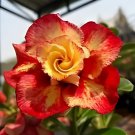 4 Seeds Imported 'Dazzling Girl' Colorful Adenium Desert Rose Fresh Seeds