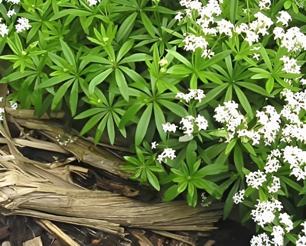 40 Seeds Galium Odoratum Shade White Flower Fresh Seeds