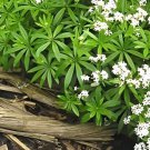 40 Seeds Galium Odoratum Shade White Flower Fresh Seeds