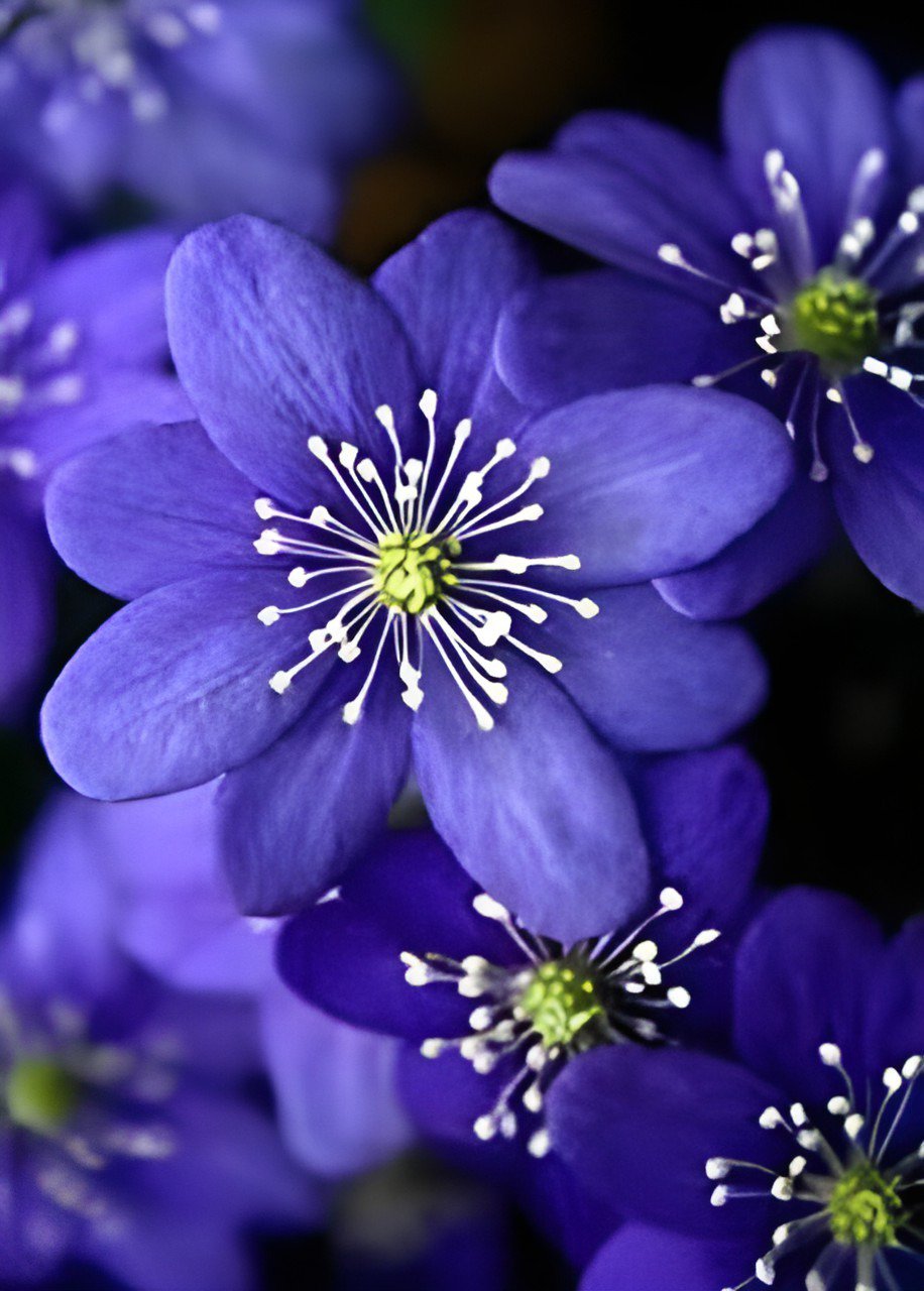 200 Seeds Hepatica Nolilis Bonsai Flower Beautiful Watch Bonsai Plants Fresh Seeds
