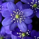 200 Seeds Hepatica Nolilis Bonsai Flower Beautiful Watch Bonsai Plants Fresh Seeds