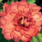 40 Seeds Peony Seeds Double Flowers Fresh Seeds