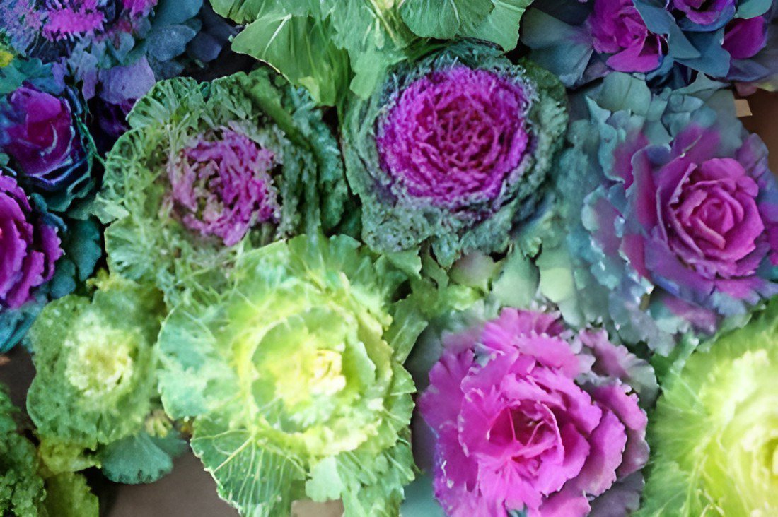200 Seeds Kale Flowering Ornamental Cabbage Flower Fresh Seeds