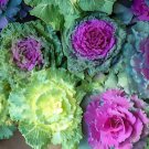 200 Seeds Kale Flowering Ornamental Cabbage Flower Fresh Seeds