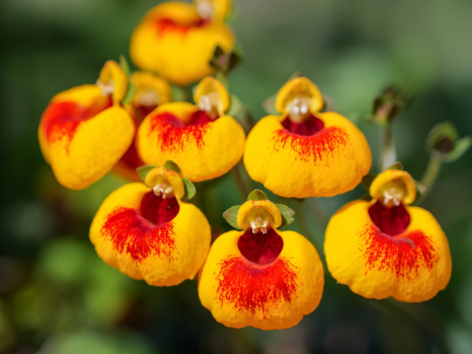 400 Seeds Calceolaria Tomentosa Yellow Slipper Flower Lady's Purse Fresh Seeds