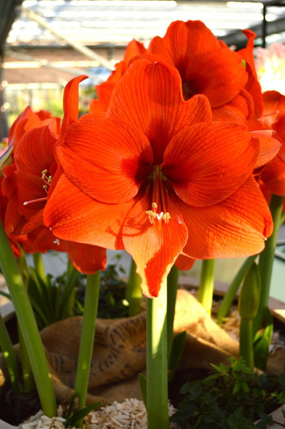 200 Seeds Amaryllis Orange Red Color Fresh Seeds