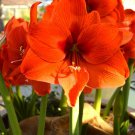 200 Seeds Amaryllis Orange Red Color Fresh Seeds