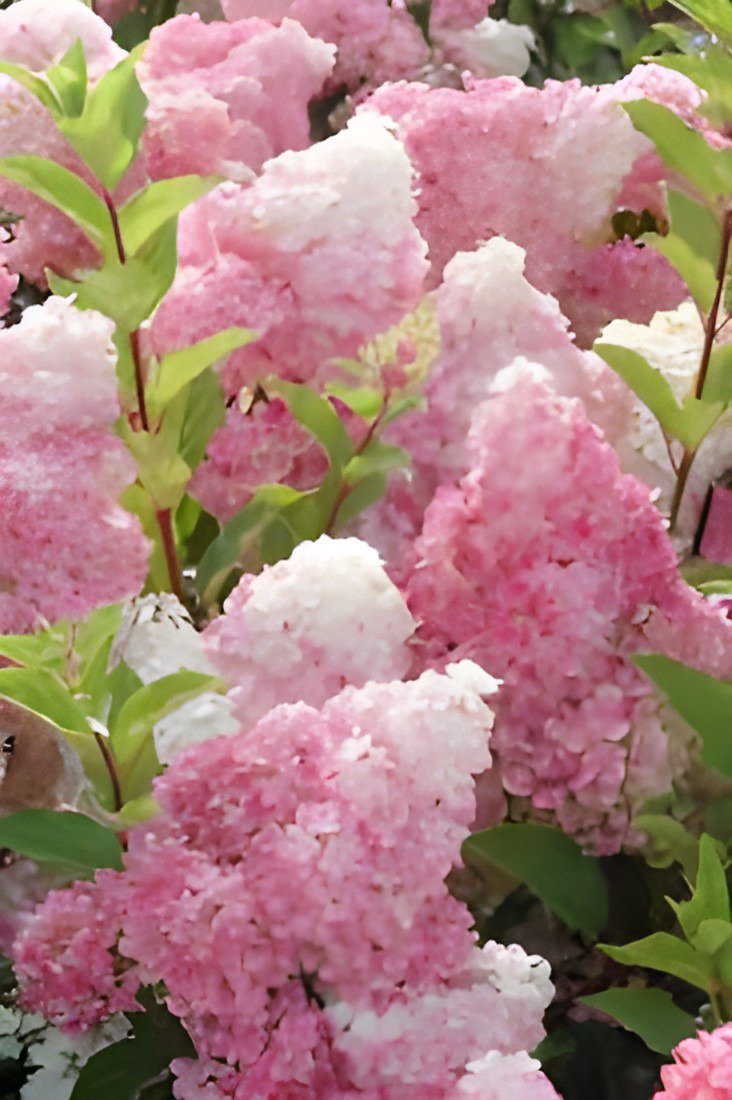 40 Seeds Champagne Hydrangea Fresh Pink Flowers Fresh Seeds