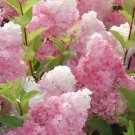 40 Seeds Champagne Hydrangea Fresh Pink Flowers Fresh Seeds