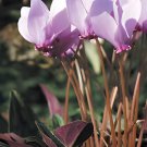 12 Seeds Cyprus Cyclamen Hederifolium Fresh Seeds