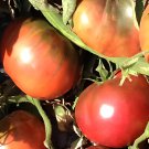 600 Seeds Purple Black' Round Chicago Tomato Organic Fresh Seeds