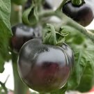 200 Seeds Black Striped Tomato Organic Fresh Seeds