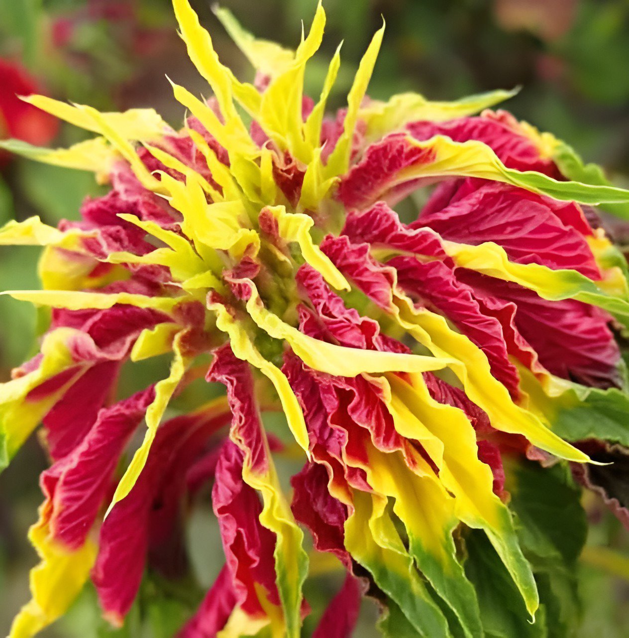 200 Seeds Amaranthus Tricolor Perfecta Fresh Seeds