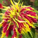 200 Seeds Amaranthus Tricolor Perfecta Fresh Seeds