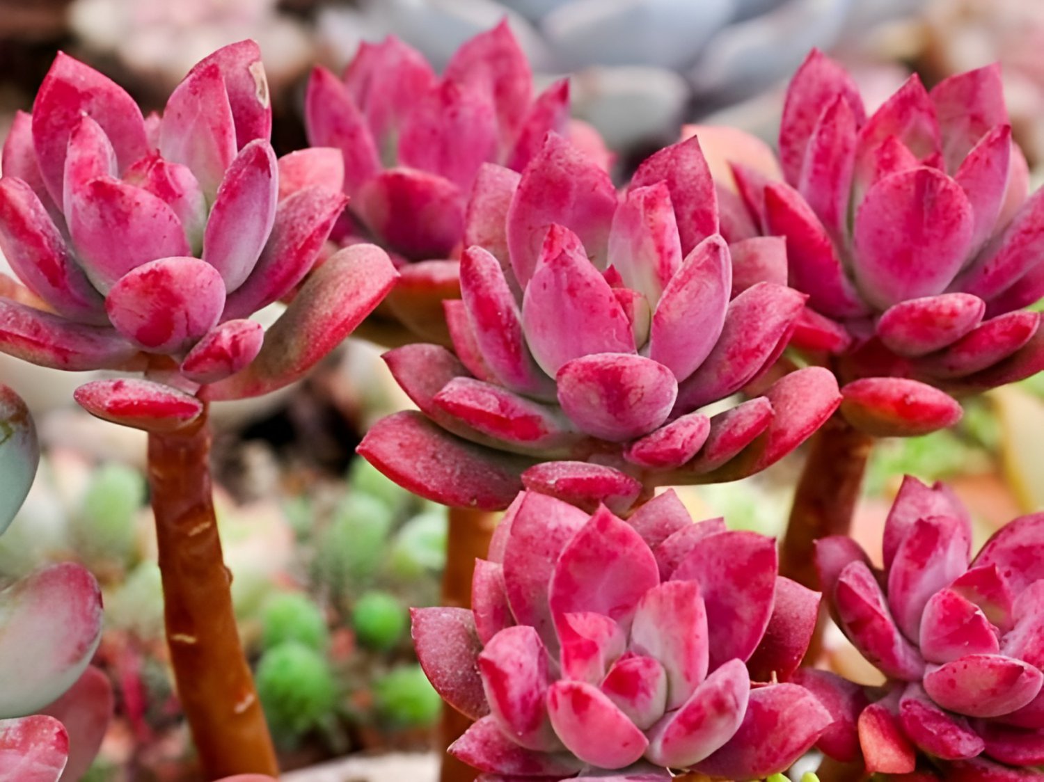 40 Seeds Succulent Red Echeveria macdougallii Fresh Seeds