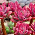 40 Seeds Succulent Red Echeveria macdougallii Fresh Seeds