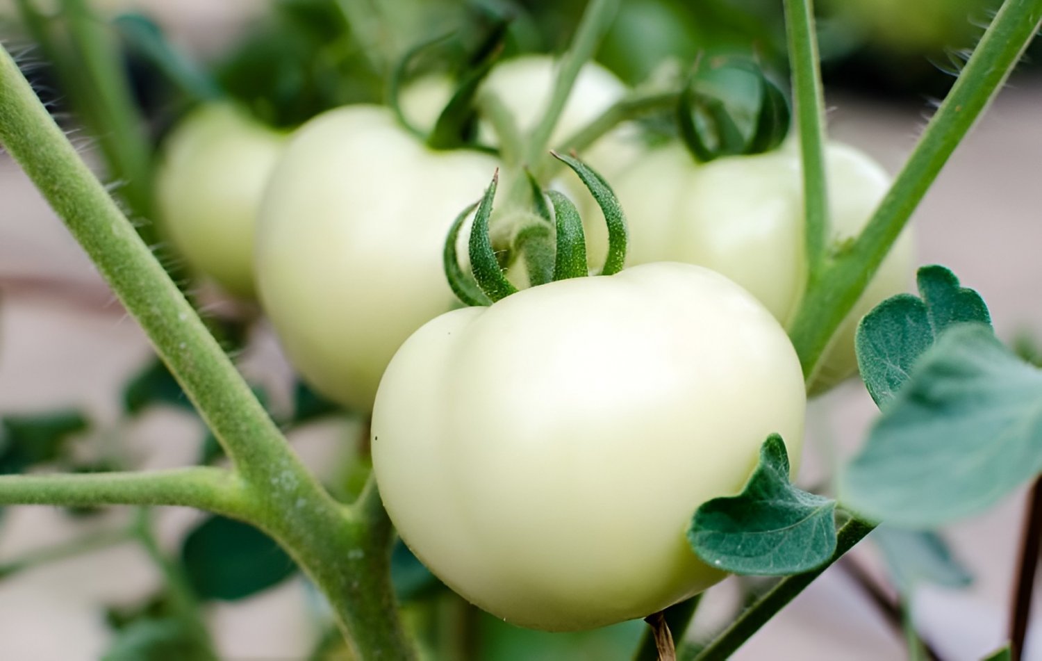 200 Seeds White Tomato Fresh Seeds